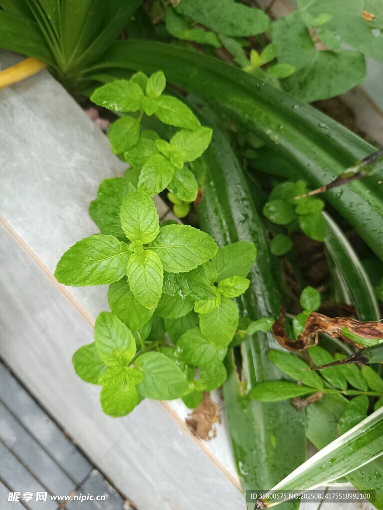 绿叶植物生机盎然