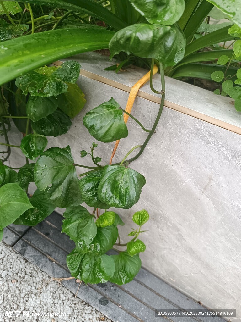 翠绿藤蔓植物生机盎然