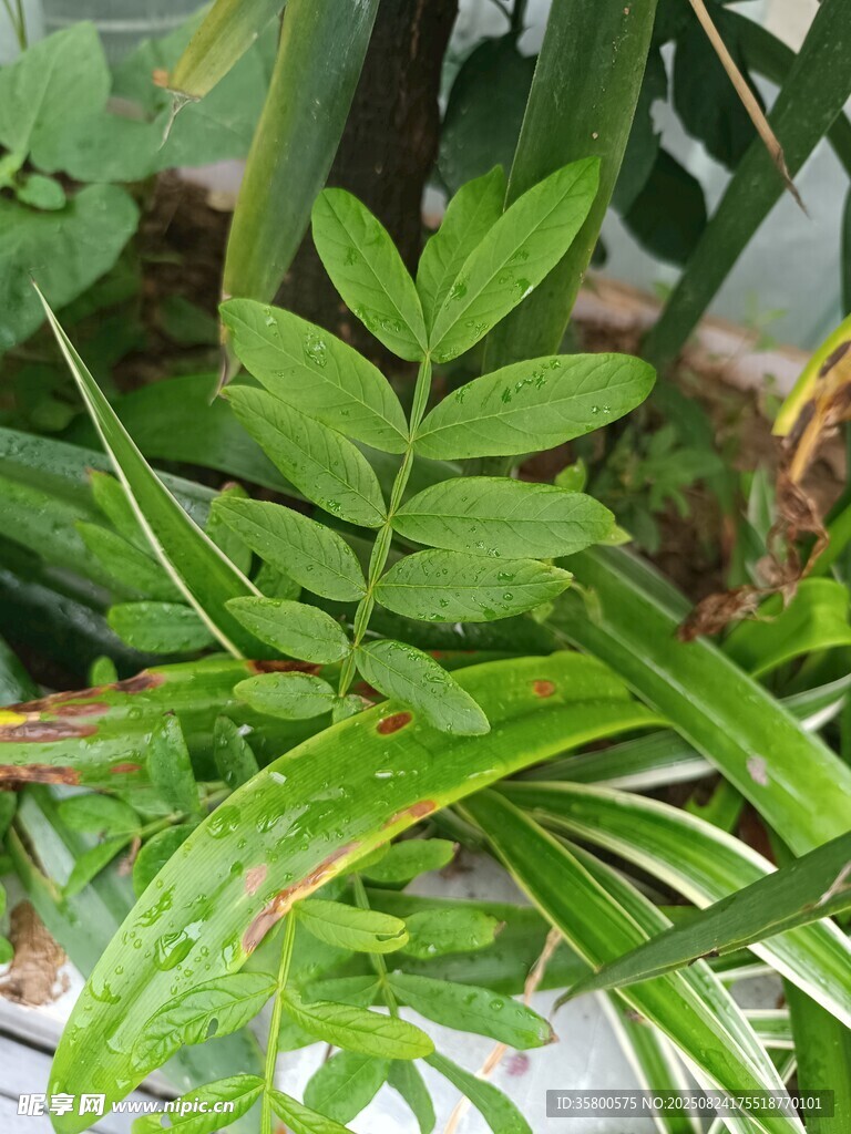 翠绿蕨类植物生机勃勃
