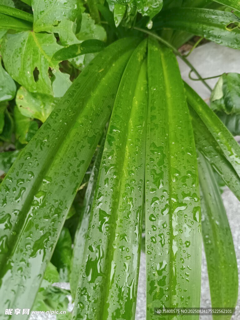 带水珠的翠绿扇形叶片