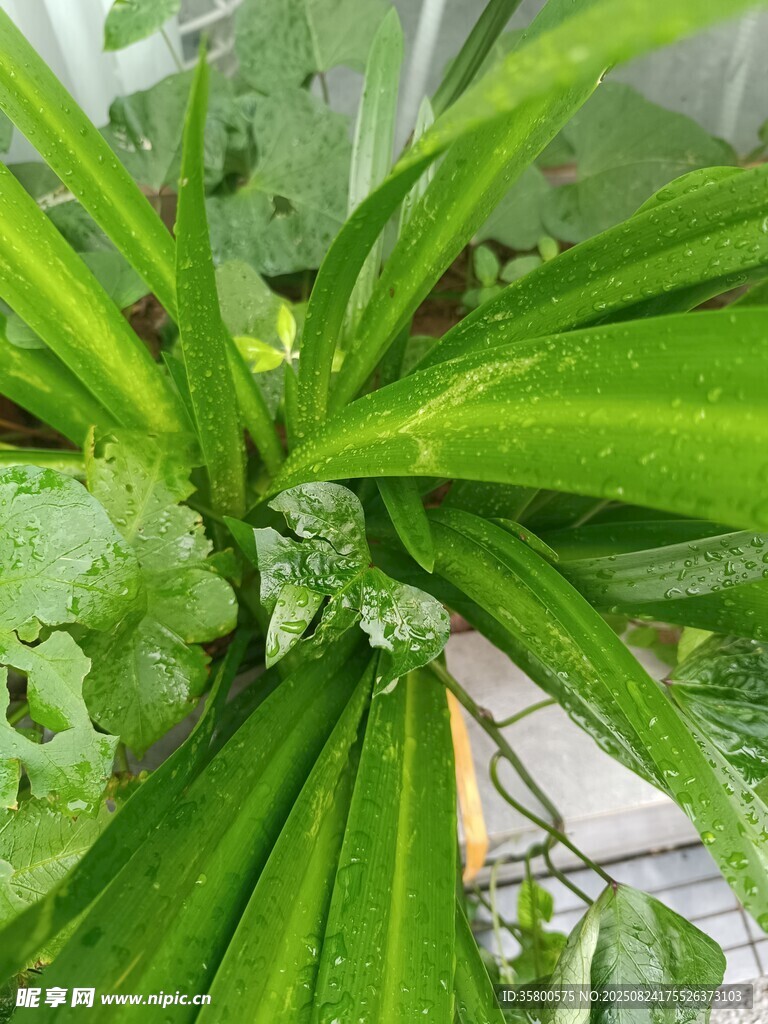 翠绿植物叶片特写