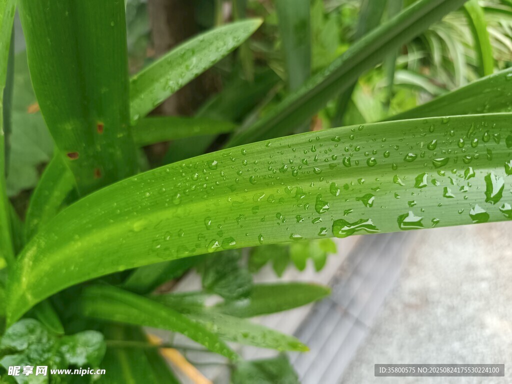 带水珠的翠绿植物叶片
