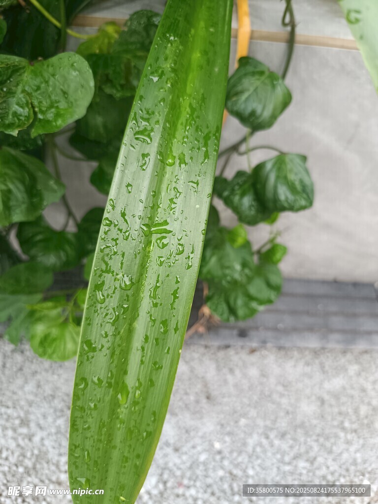 翠绿带水珠的狭长叶片