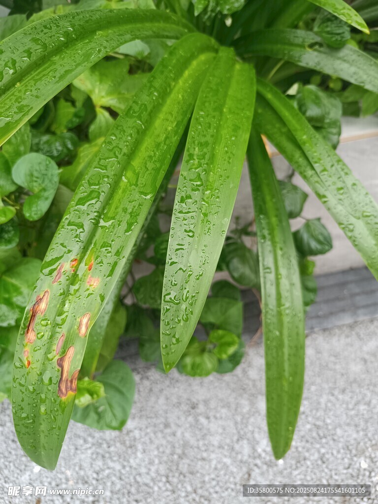 带水珠的翠绿植物叶片