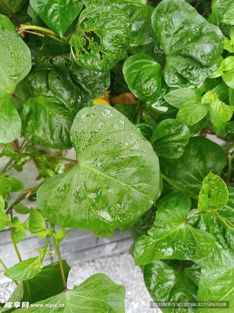 翠绿心形叶片植物特写