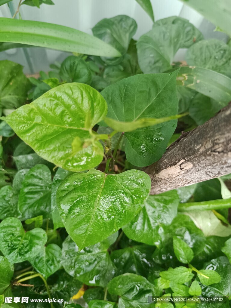翠绿繁茂的室内绿植景观