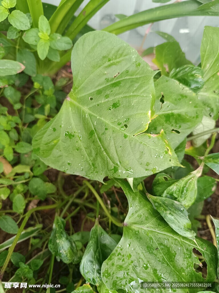 绿叶丛中的生机景象