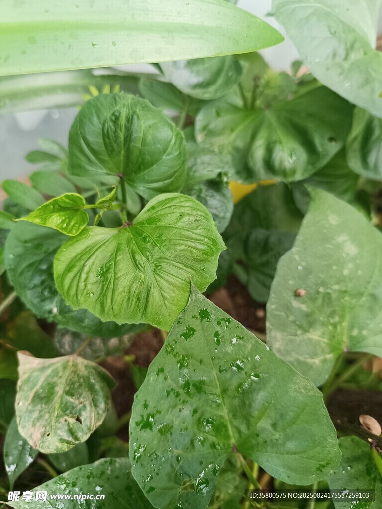 翠绿欲滴的鲜嫩植物叶片