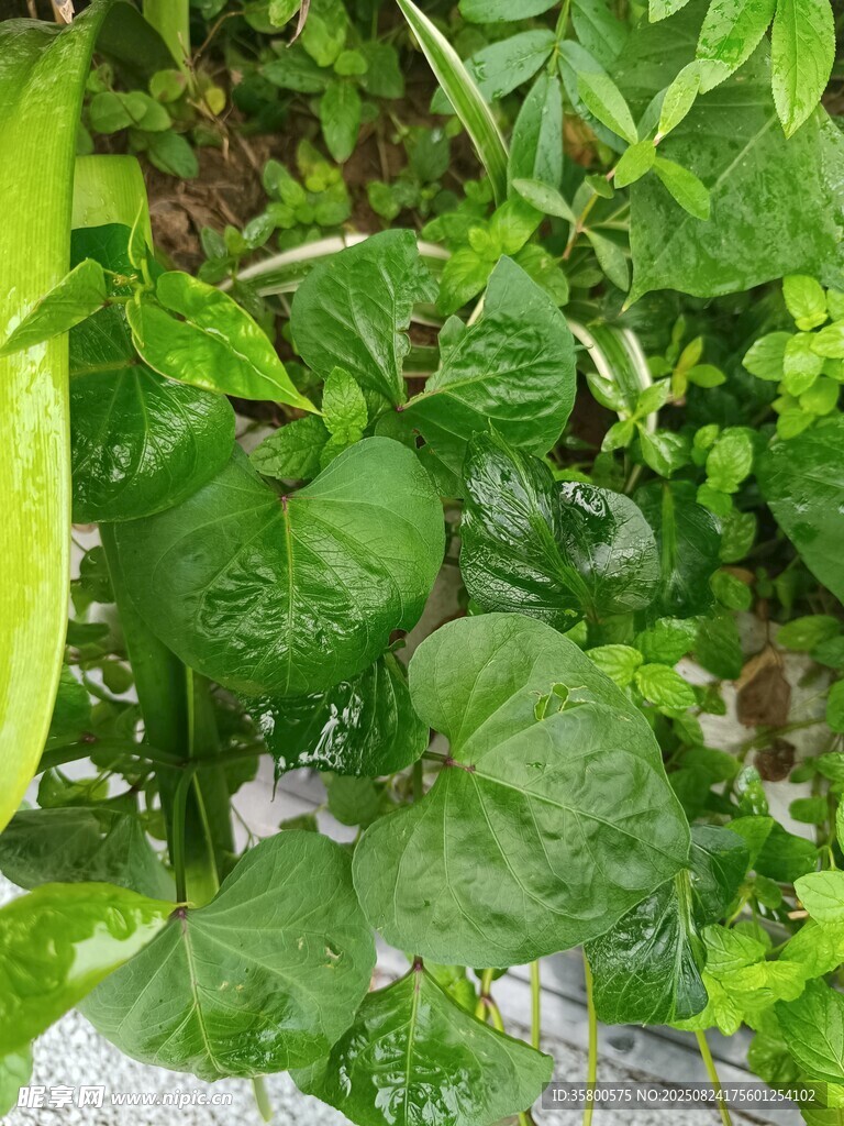 翠绿繁茂的室内绿植景观