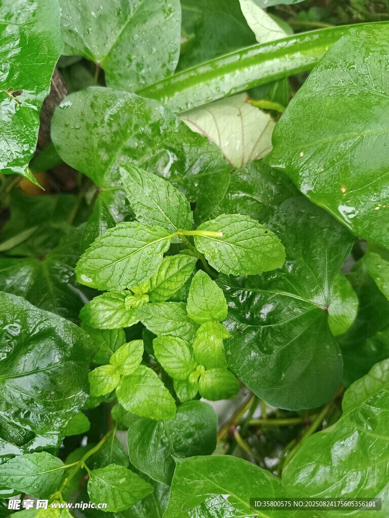 鲜嫩绿叶植物特写