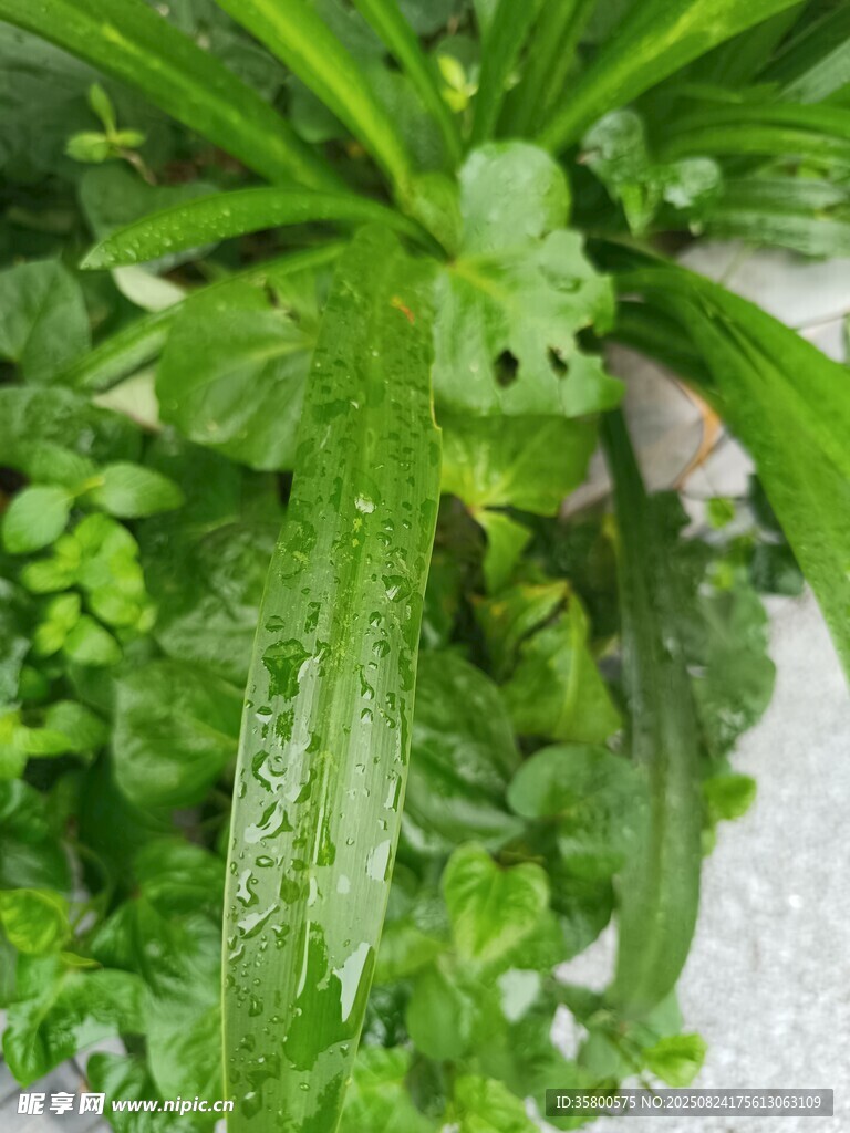 新鲜嫩绿的多样蔬菜