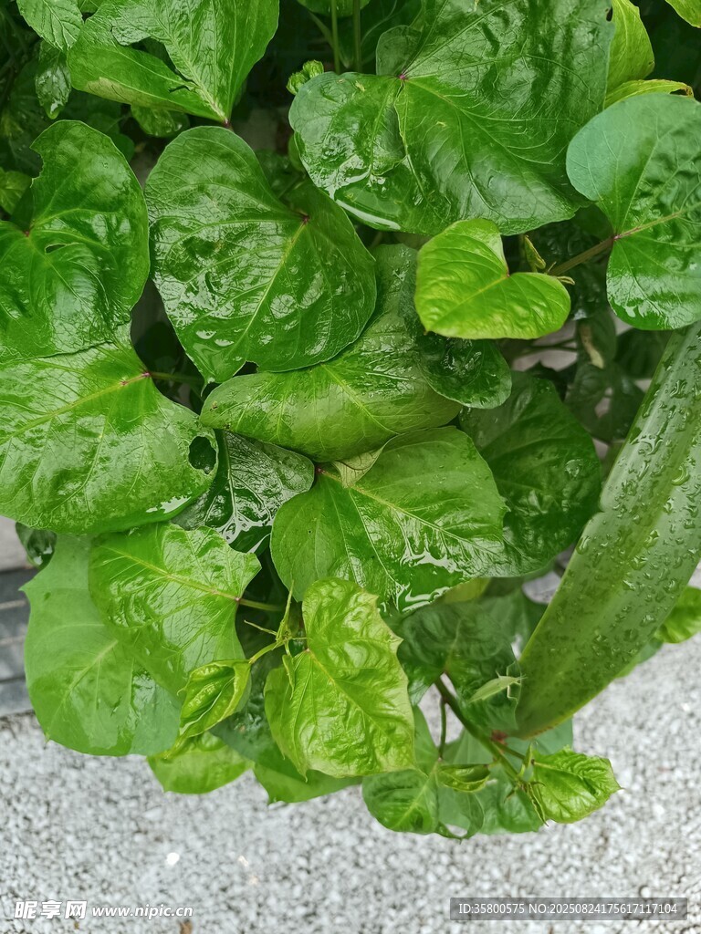 翠绿鲜嫩的叶片特写