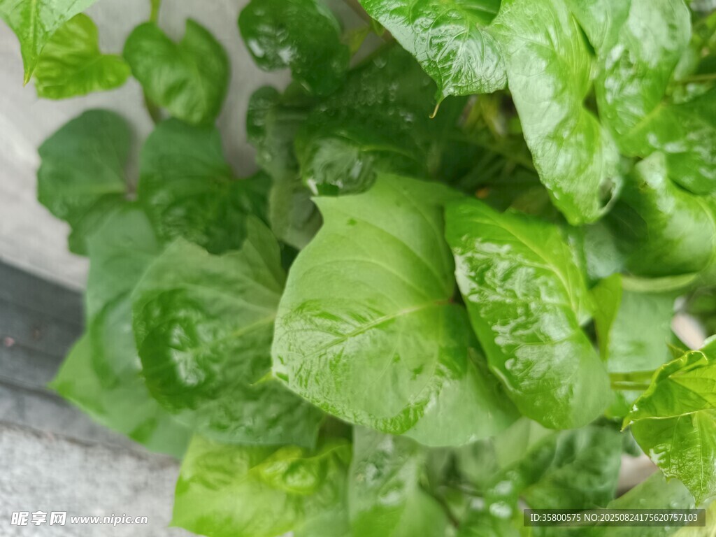 鲜嫩绿叶蔬菜特写