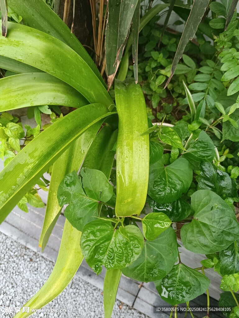 翠绿植物生机盎然