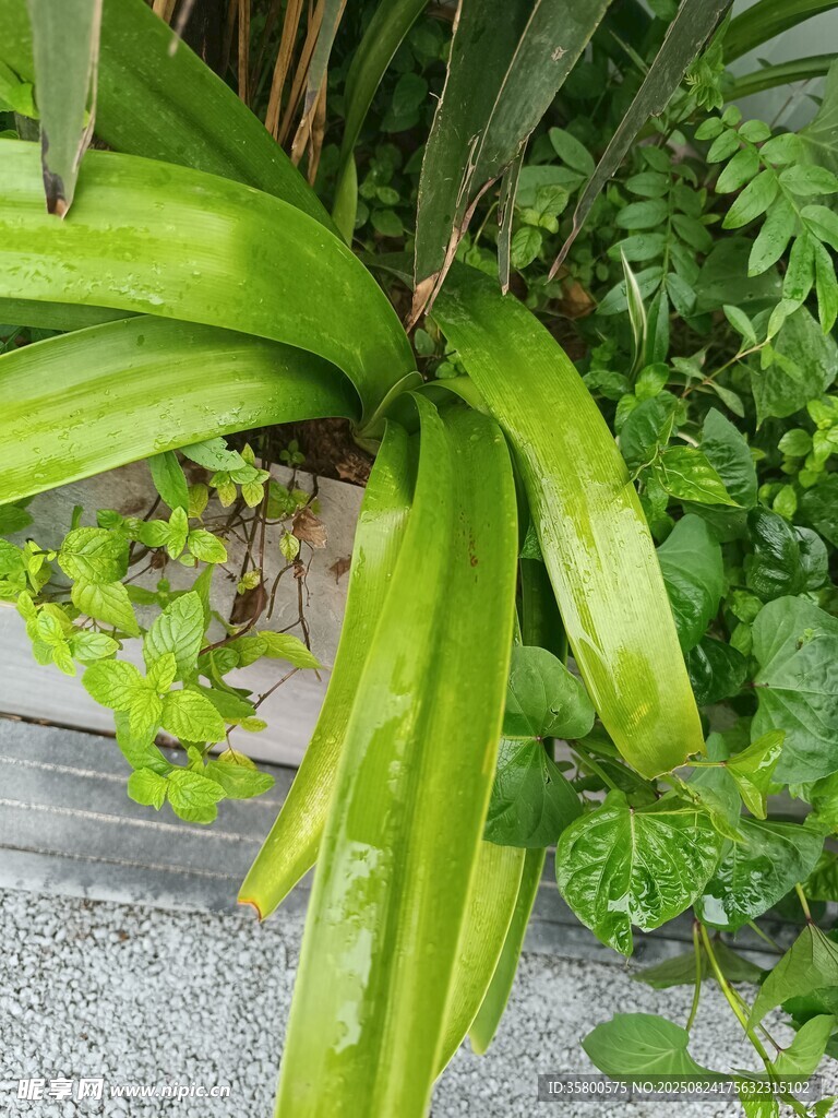 翠绿兰草叶片生机盎然