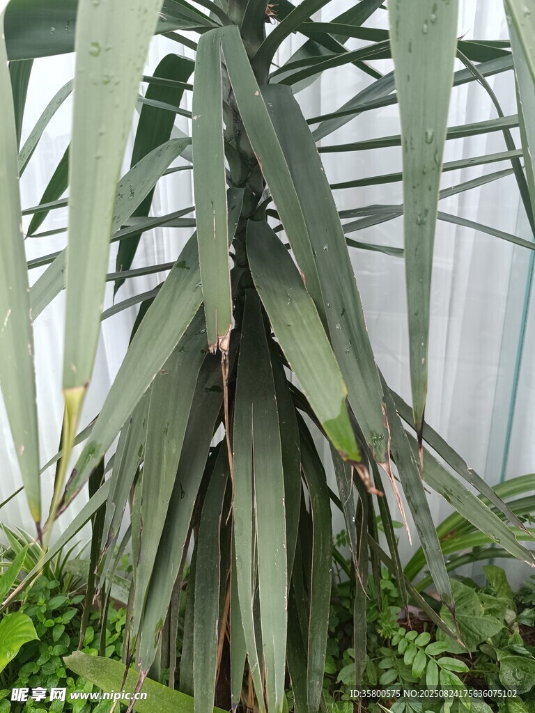 高大绿植特写
