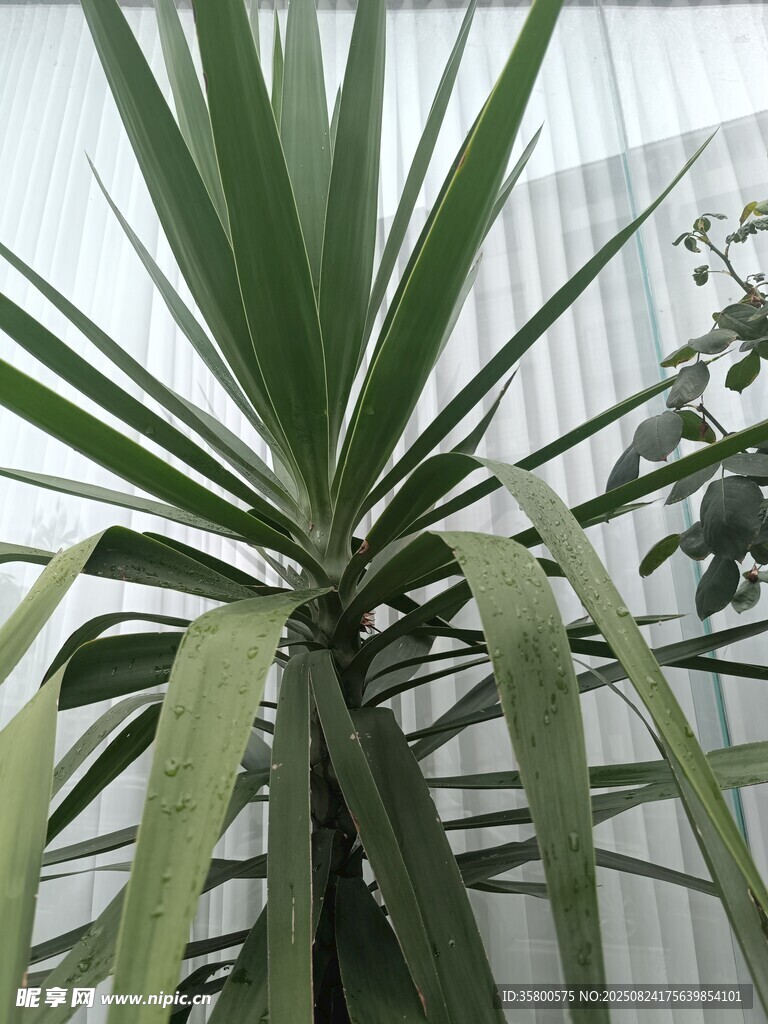 室内绿植龙舌兰特写