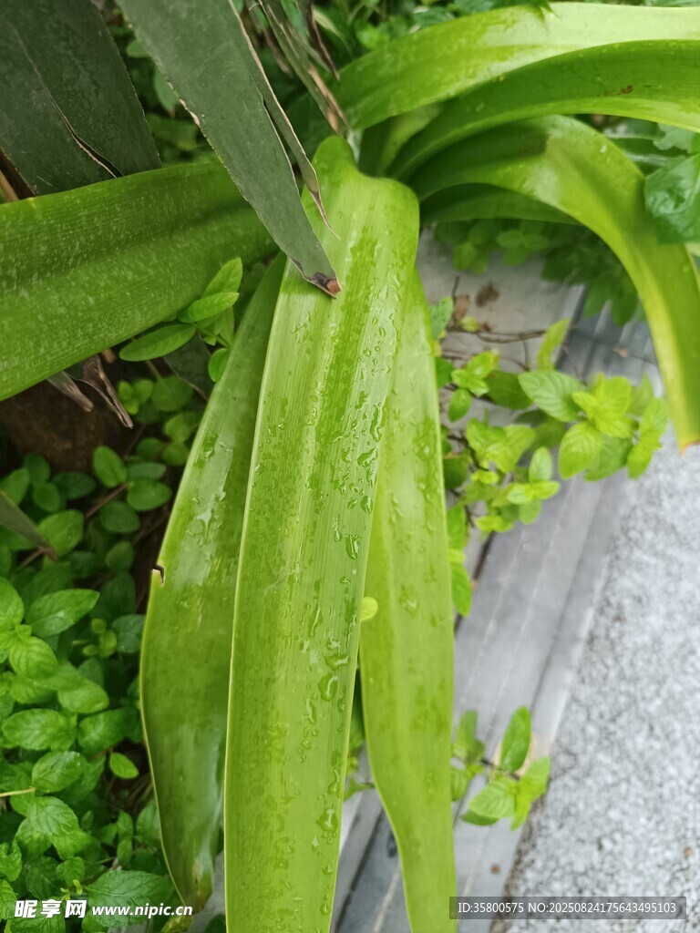 翠绿鲜嫩的叶菜植物