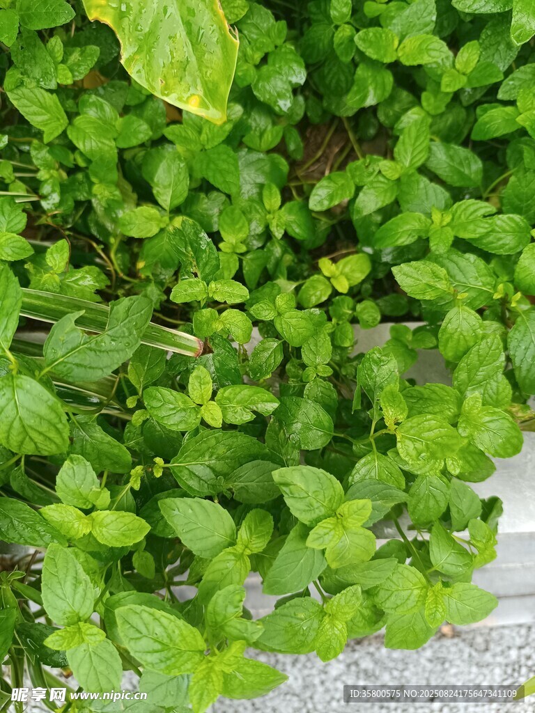 鲜嫩薄荷植物特写