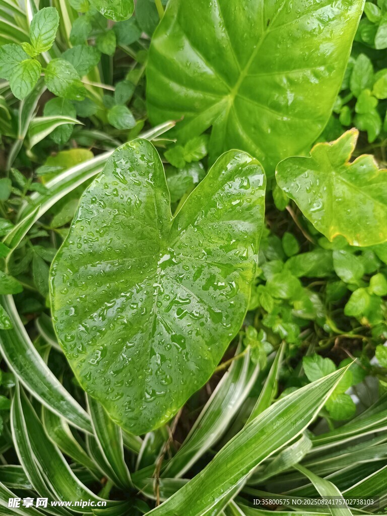 翠绿叶片上的晶莹水珠