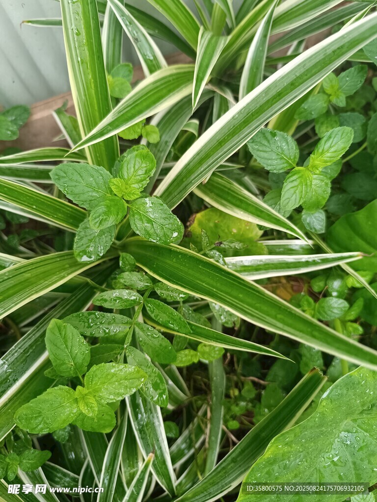 条纹绿叶植物特写
