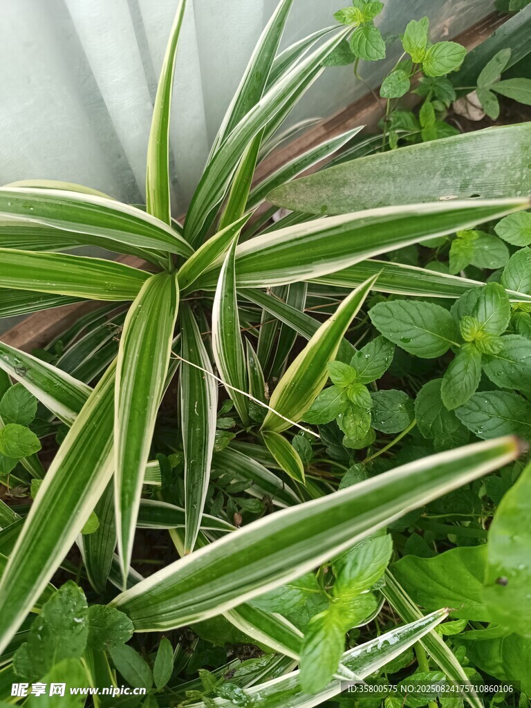 金边吊兰特写