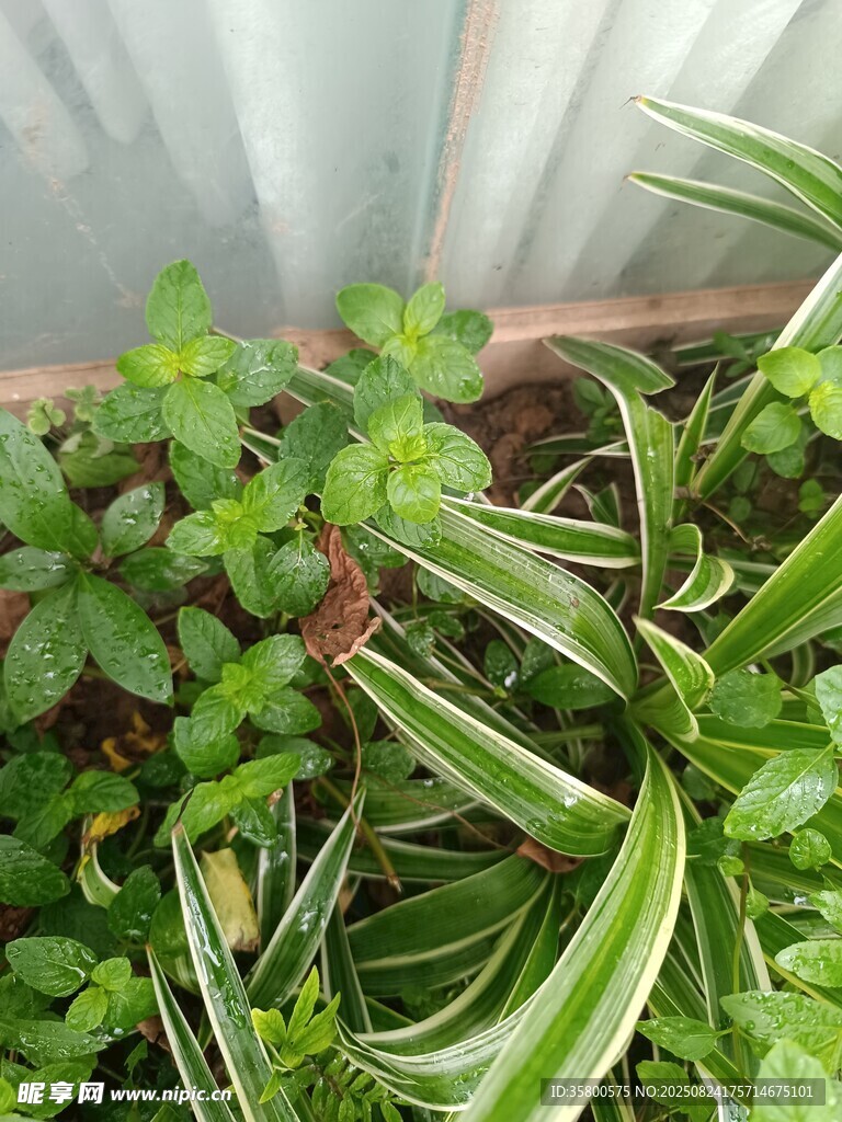 盆栽绿植组合