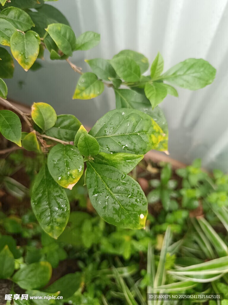翠绿植物特写