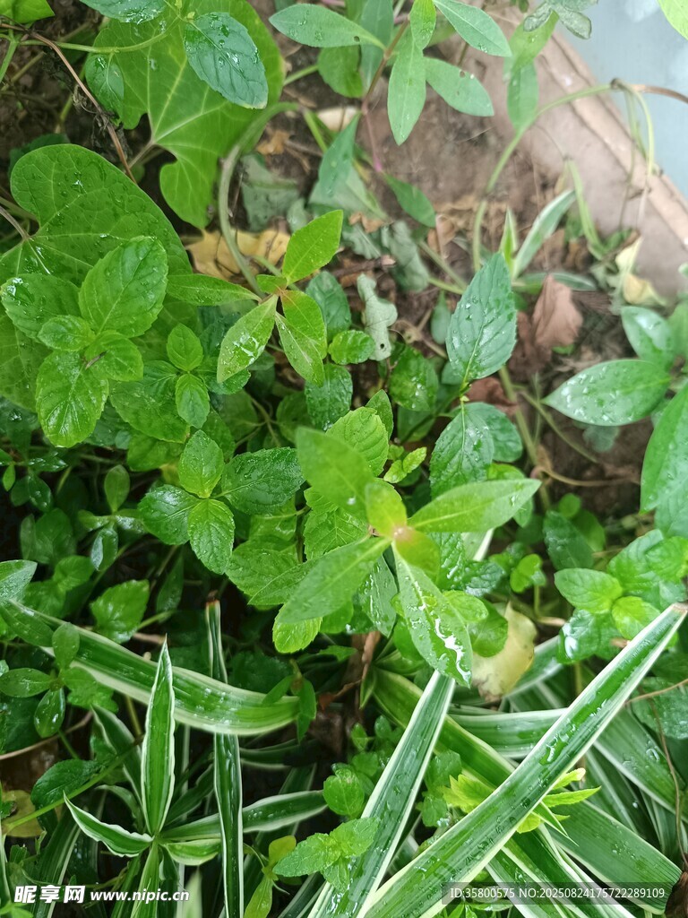 草丛中的多样绿色植物