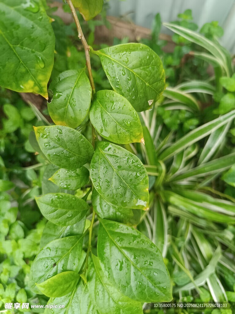 绿叶植物特写