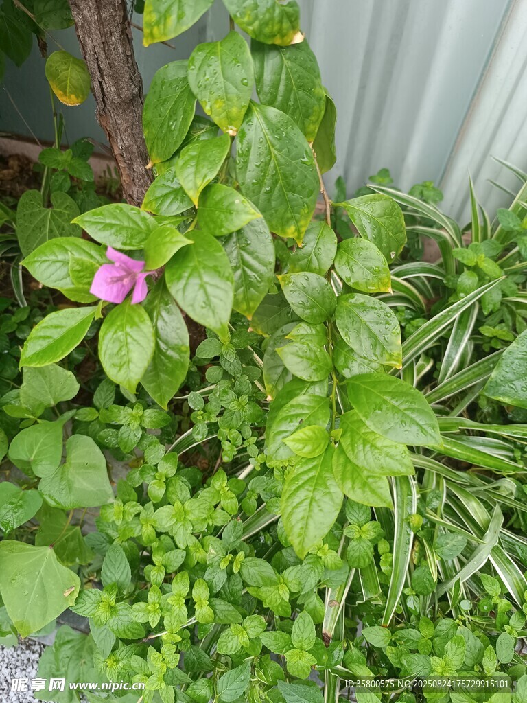 绿叶丛中绽放的娇艳小花