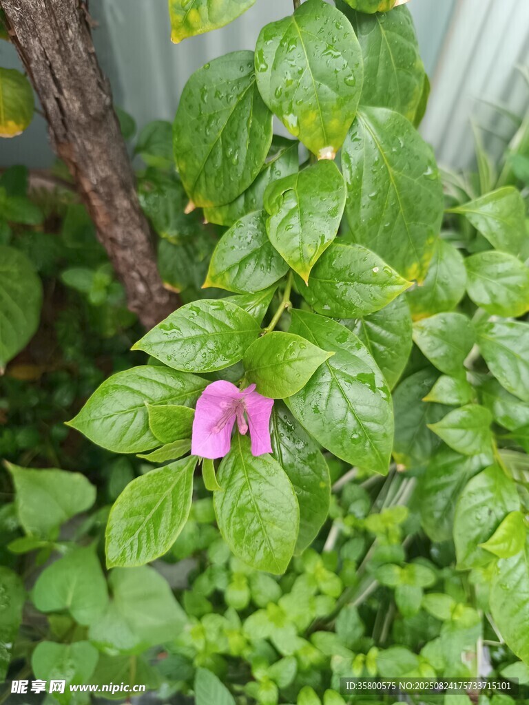 绿叶丛中一朵粉花