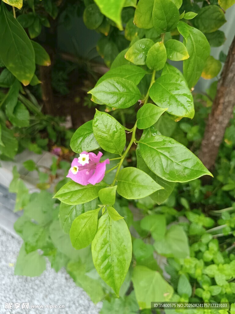 绿叶丛中的娇艳粉色花朵