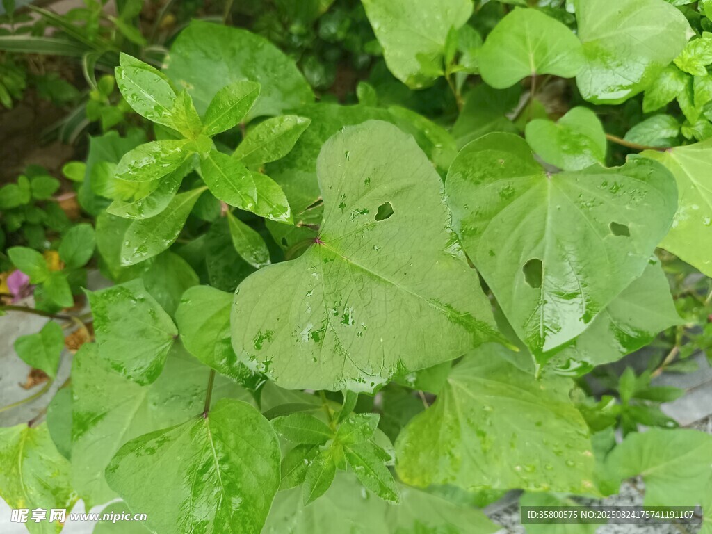 鲜嫩绿叶植物特写
