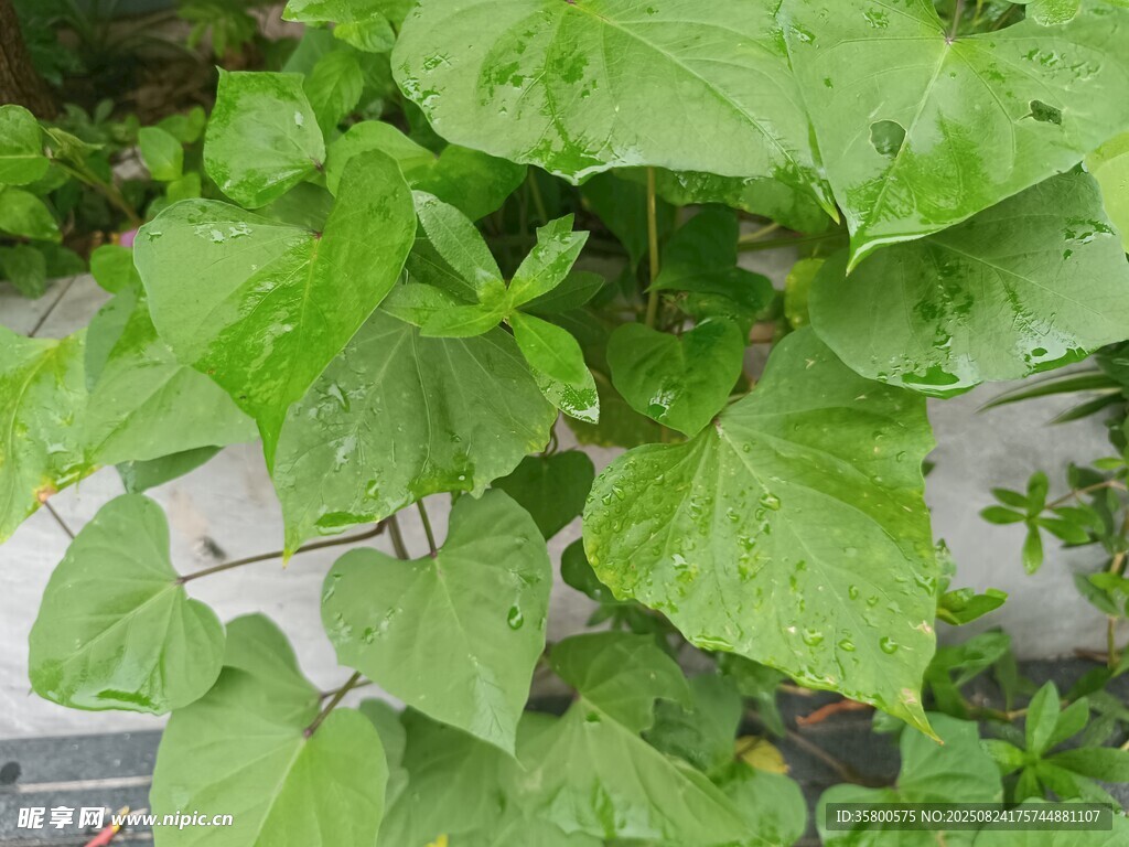 翠绿蓬勃的绿叶植物