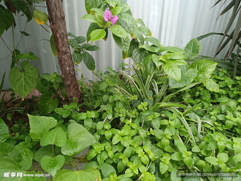 绿意盎然的庭院植物景观