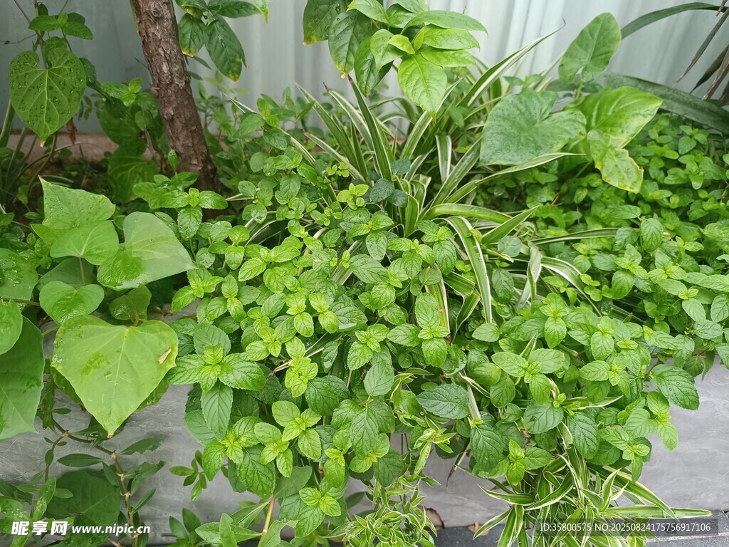 翠绿繁茂的室内绿植景观