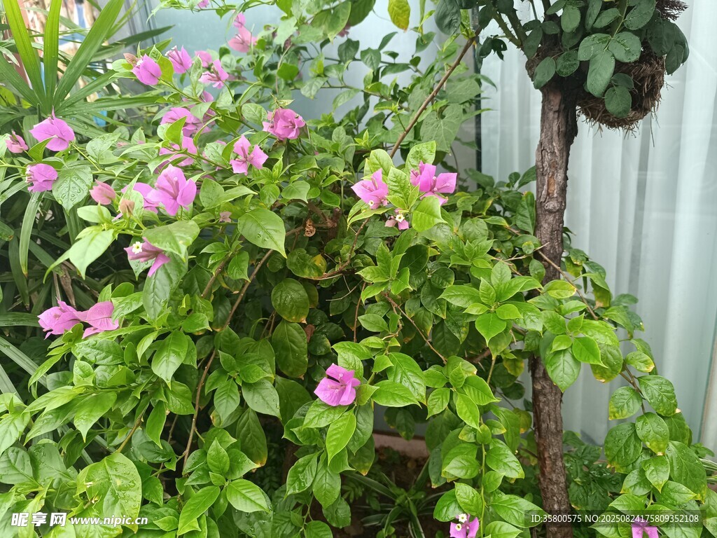 粉色花卉绿植景观