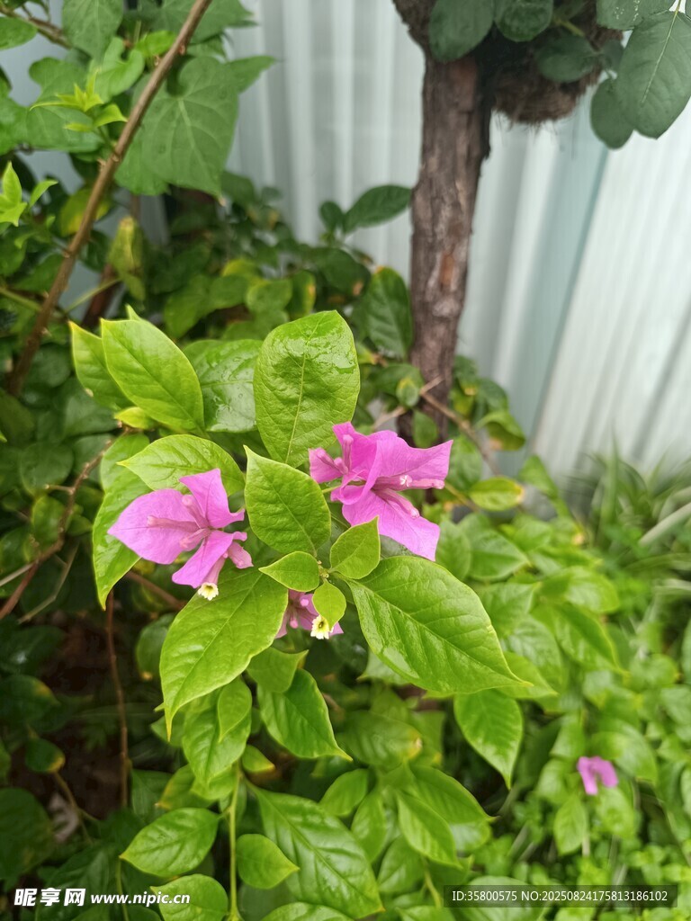 娇艳粉色花朵与绿叶相伴