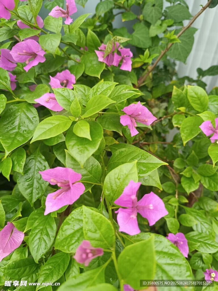 粉色繁花绿植生机勃勃