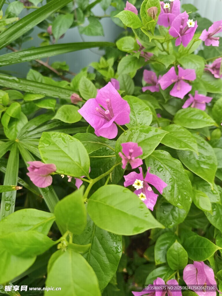 娇艳粉色花朵与翠绿叶片