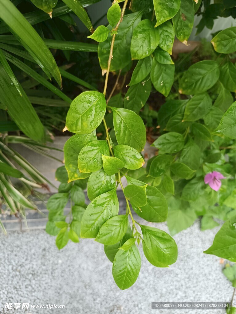 绿叶繁花 