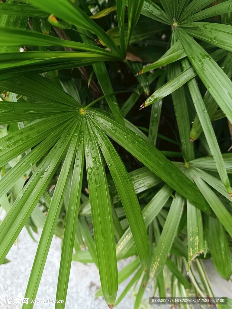 翠绿蒲葵叶片特写