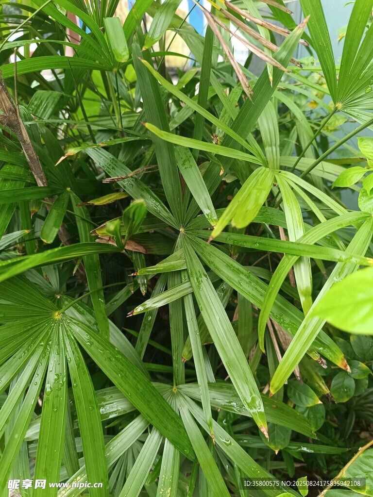 翠绿繁茂的热带植物