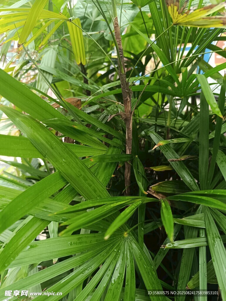 翠绿繁茂的热带植物