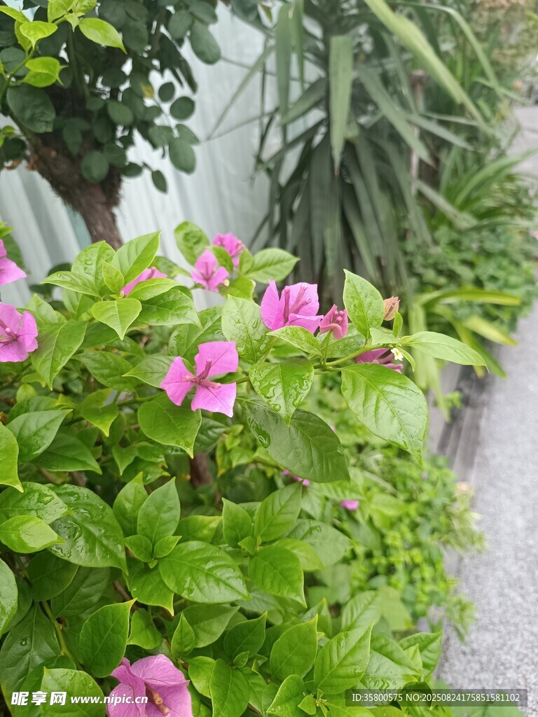 粉色花朵点缀翠绿植物