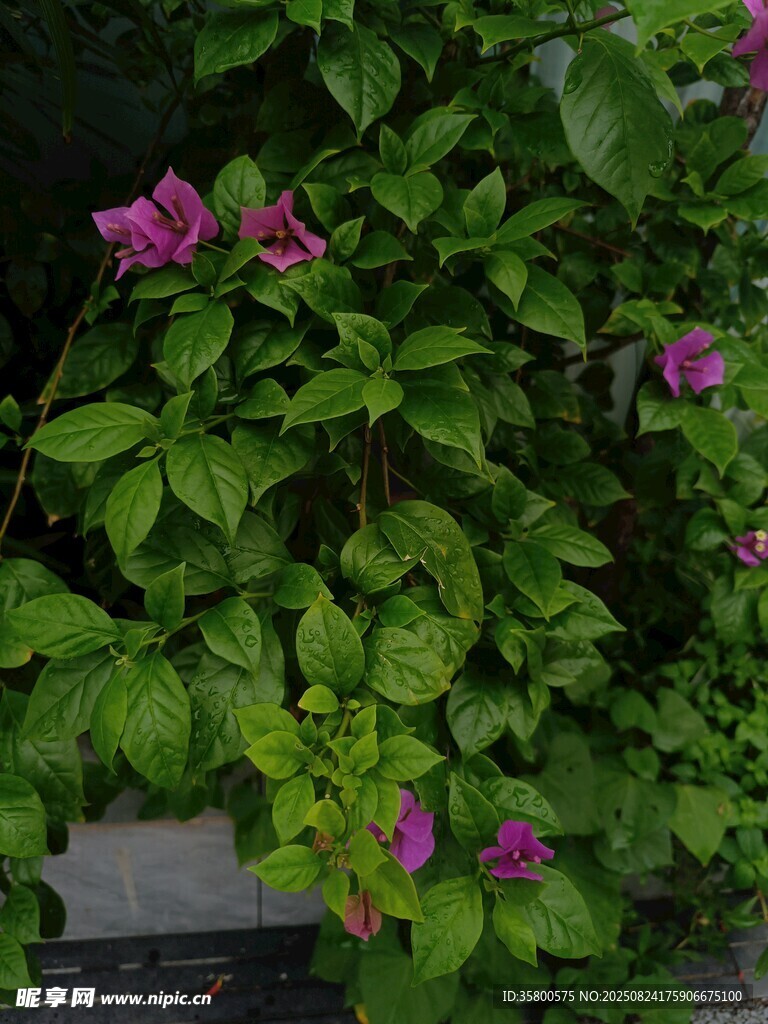 绿叶间绽放的娇艳紫花