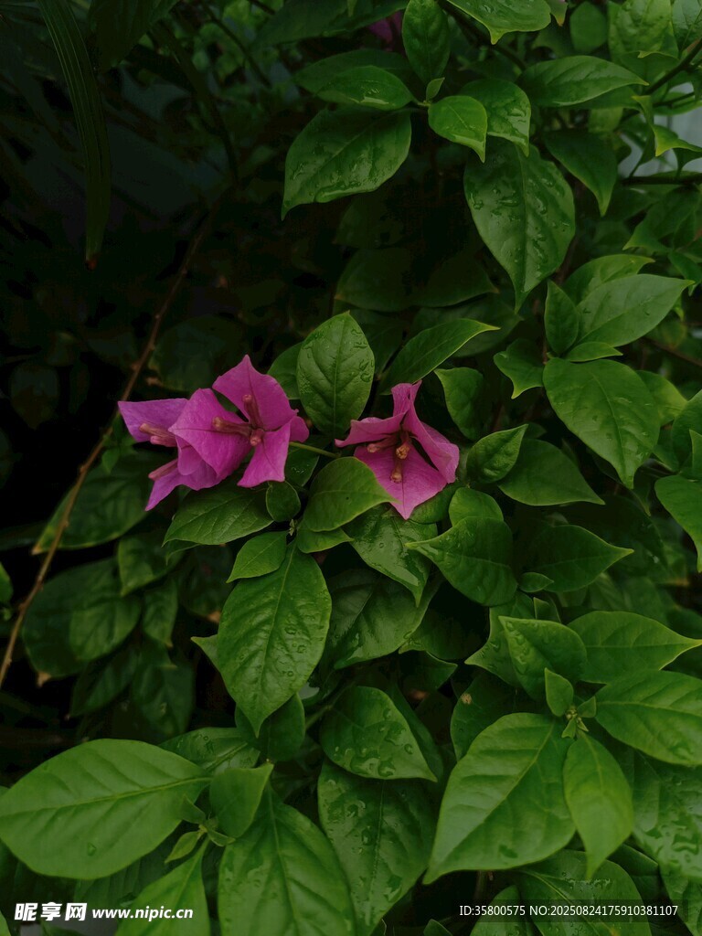 绿叶丛中的两朵娇艳粉花