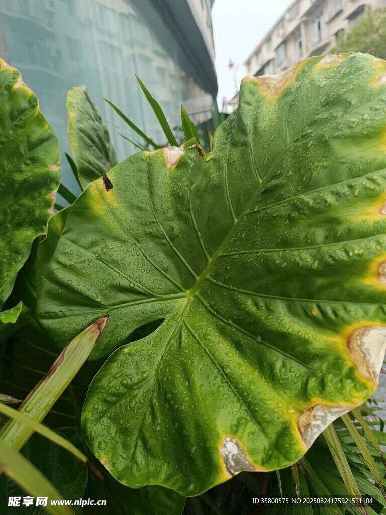 大叶片植物特写