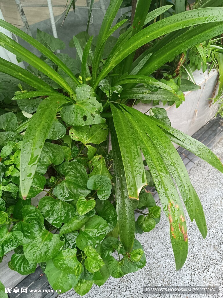 翠绿繁茂的绿植景观